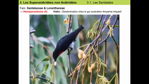 CM6_Eudicots2