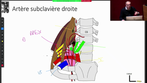 DFGSM2 - Pr.Captier - CM 4 - Tête et cou - Vascularisation artérielle, veineuse, lymphatique (1) - 17/02/2025