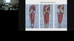 Appareil locomoteur - CM10 anatomie