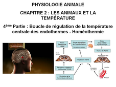 LICENCE DE BIOLOGIE Chapitre 2 – Les animaux et la température 4ème Partie : Boucle de régulation de la température centrale des endothermes - Homéothermie