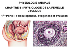 LICENCE DE BIOLOGIE Cours de Physiologie animale CHAPITRE 5 : PHYSIOLOGIE SEXUELLE DE LA FEMELLE CYCLIQUE 1ère Partie : Folliculogenèse, ovogenèse et ovulation