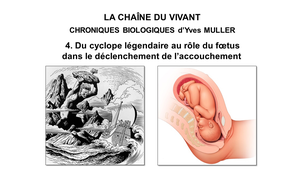 4. La Chaîne du Vivant - Chroniques biologiques d'Yvers Muller - Du Cyclope légendaire au rôle du fœtus dans le déclenchement de l'accouchement