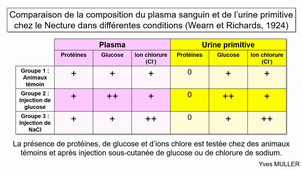 Système urinaire et formation de l’urine