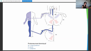 08-09-22-DFGSM2-CM9-Appareil neurosensoriel-C Walgenwitz