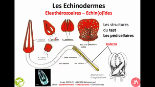 HAV314H - Echinodermes -partie 2