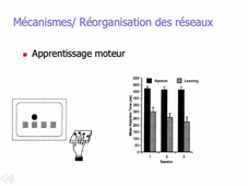 Plasticité cérébrale - Docteur Froger