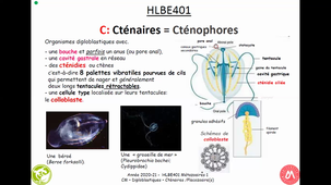 HAV314H - Diploblastiques_Cténaires_Placozoaire