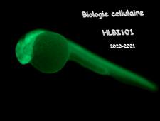 CM2 Bio Cell Les Glucides 2020_21