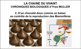 2. La Chaîne du Vivant - Chroniques Biologiques d’Yves MULLER -  D’un chocolat doux comme un baiser au contrôle de la reproduction des Mammifères