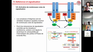 TD-examen2018-Signalisation-Adhérence
