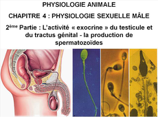 LICENCE DE BIOLOGIE Chapitre 4 : Physiologie sexuelle mâle 2ème Partie : L’ activité « exocrine » du testicule et du tractus génital - la production de spermatozoïdes