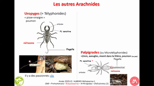 HAV408H - Protostomiens Ecdysozoaires Arthropodes Arachnides