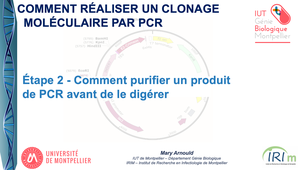 Clonage Moléculaire par PCR - Étape 2 – Comment purifier un produit de PCR avant de le digérer