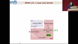 M2S1-Pr.KALATZIS_Gene and cell therapy of inherited retinal dystrophies_21/11/2024