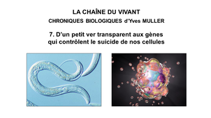 7. La Chaîne du Vivant - Chroniques Biologiques d’Yves Muller - D’un petit ver transparent aux gènes qui contrôlent le suicide de nos cellules