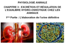 LICENCE DE BIOLOGIE Chapitre 3 – Excrétion et régulation de l’équilibre hydro-osmotique chez les animaux 1ère Partie : L’élaboration de l’urine définitive