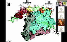 HLMBI601_CM2_NNEGRE_PromoteursBactériens