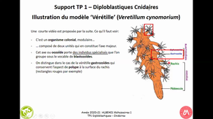 TP BE401 - illustration du modèle 