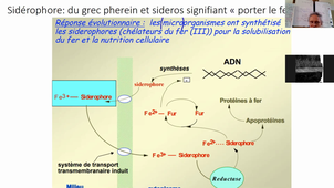 métabolisme du fer, et siderophores