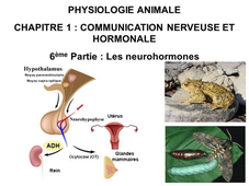 LICENCE DE BIOLOGIE Cours de Physiologie animale  CHAPITRE 1 : COMMUNICATION NERVEUSE ET HORMONALE  6ème Partie : Les neurohormones