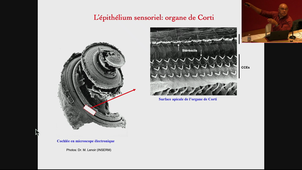 M2S1-Pr.Zine_Cellules souches et oreille interne_21/11/2024