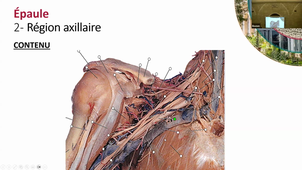 DFGSM2 UE Appareil locomoteur - CM6 - Olivier Bozon - 29/09/2025