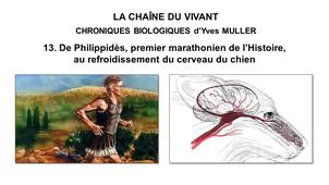 13. La Chaîne du Vivant - Chroniques Biologiques d’Yves Muller - De Philippidès, premier marathonien de l’Histoire, au système de refroidissement du cerveau du chien