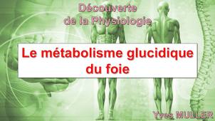 Le métabolisme glucidique du foie
