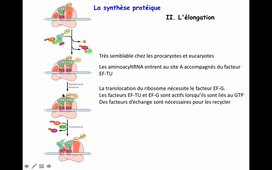 CM Traduction + Régulation de l'expression genique
