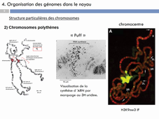 Cours Jérôme Poli Génétique 2 - HLBI601 part4