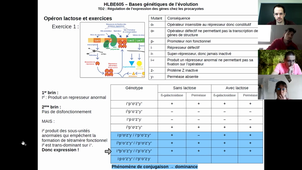 HLBE605 - TD2 - Régulation de l’expression des gènes chez les procaryotes