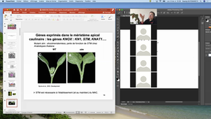 HMBA106-Guyomarch-CM1et2-Developpement_caulinaire-091120