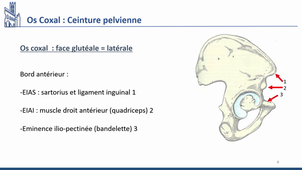 CM7 - ostéo arthro MI première partie