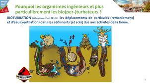 Franck GILBERT - Impacts plastiques / organismes ingénieurs