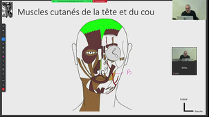 DFGSM2 - Pr.Captier CM 3 - Tête et cou - Muscles et fascia de la tête et du cou - 13/02/2025