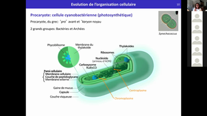 HLBE512 - CM1 - Eucaryotes unicellulaires - BBEC
