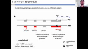 Cours Jérôme Poli Génétique 2 - 2021 HLBI601 part4