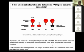 HLBI601_CM5_GAL4_UnModèledeFacteurdeTranscription