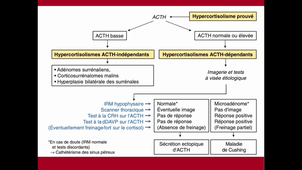 DFA2 Conf Endocrinologie 1