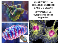 DAEU B – Cours de Biologie Chapitre 2 – La cellule, unité de base du vivant 2ème Partie : Le cytoplasme et ses organites