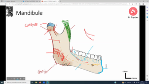 UE Tête et cou CM2 - Pr Captier - 07-02-2023.mp4