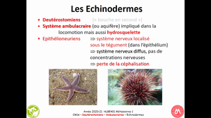 HAV314H - Echinodermes - partie 1