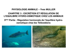 LICENCE DE BIOLOGIE Chapitre 3 – Excrétion et régulation de l’équilibre hydro-osmotique chez les animaux 5ème Partie : Régulation hormonale de l’équilibre hydro-osmotique chez les Téléostéens