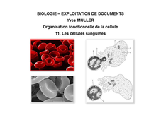 BIOLOGIE - EXPLOITATION DE DOCUMENTS :  Organisation fonctionnelle de la cellule - 11ème Partie  'Les cellules sanguines'