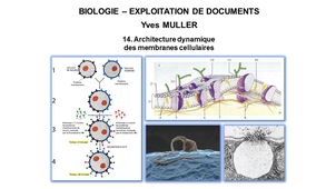 BIOLOGIE – EXPLOITATION DE DOCUMENTS : Organisation fonctionnelle de la cellule – 14ème Partie « Architecture dynamique des membranes cellulaires»