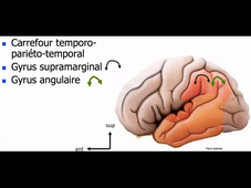 19-02-2021-DFGSM2-A-Hamard-Syst- Neuro-CM1
