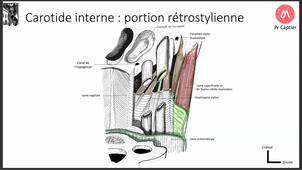 CM 5 - Tête et cou - Vascularisation artérielle, veineuse, lymphatique (2) 20/02/2025