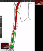 CM 5 Anatomie - Appareil Locomoteur Dr Martha DURAES 20/09/2023