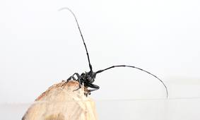 # La Science s’aMuse : Du coût des espèces envahissantes à la xylothèque du CIRAD