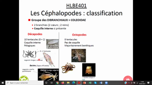 HAV408H Mollusques (2)